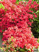 Azalee - Azalea Vuyk's Scarlet (fam. Ericacee) (01) (Photo F. Mrugala)